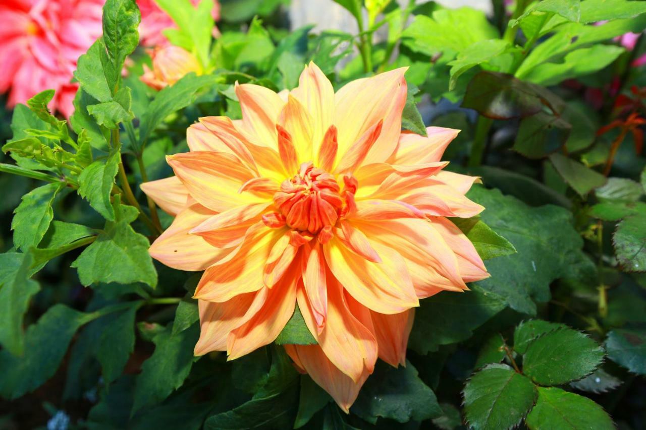 נוארה אליה Dahlia Mount View Hotel מראה חיצוני תמונה